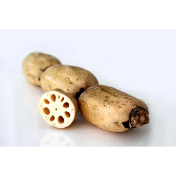 Natural Lotus root